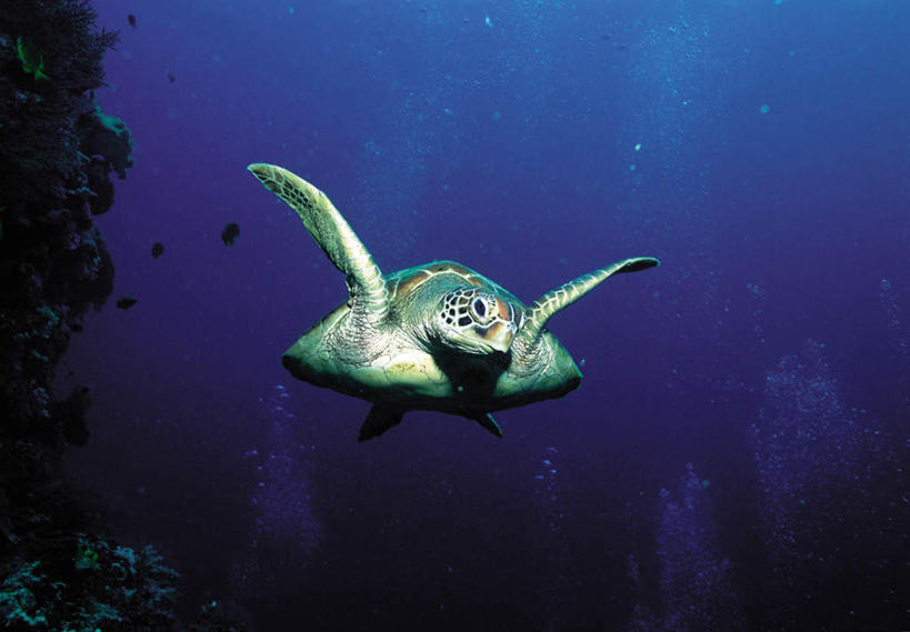 游泳,无人,横图,室外,白天,正面,旅游,度假,海浪,海洋,美景,龟,景观,浪花,娱乐,海洋生物,一只,自然,海水,享受,休闲,健康,景色,放松,石龟,绿海龟,自然风光,水生动物,坚定,水生物,海景,海底动物,绿蠵龟,长寿,泅水,拍浮,大海,风浪,海,海水的波动,近岸浪,涌浪,海龟,彩图,全身