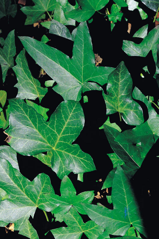 无人,竖图,俯视,室外,特写,白天,植物,叶子,纹理,长春藤,常春藤,绿叶,绿色,嫩叶,肌理,永恒,不朽,忠实,洋常春藤,叶,叶片,叶脉,彩图,高角度拍摄,常青藤