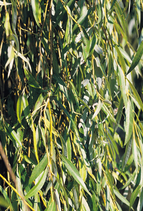 无人,竖图,室外,特写,白天,正面,植物,柳树,叶子,绿叶,枝条,垂柳,树,树木,树枝,绿色,自然,嫩叶,生长,成长,倒挂柳,虬枝,枝杈,叶,叶片,垂枝柳,彩图