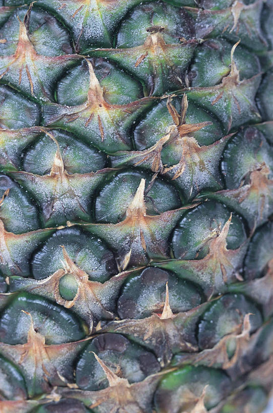 无人,竖图,俯视,室内,特写,白天,坚果,果实,松果,一个,绿色,干果,单个,松塔,彩图,高角度拍摄