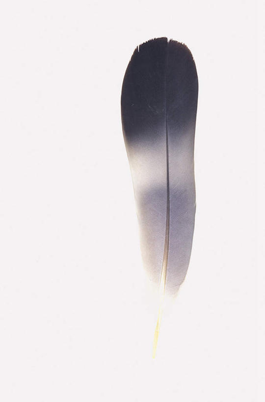 无人,竖图,室内,特写,白天,白色背景,正面,羽毛,阴影,轻盈,柔软,反射,影子,一个,灰色,摄影,影棚,单个,柔滑,轻柔,娇嫩,柔嫩,优柔,彩图,影棚拍摄,拍摄