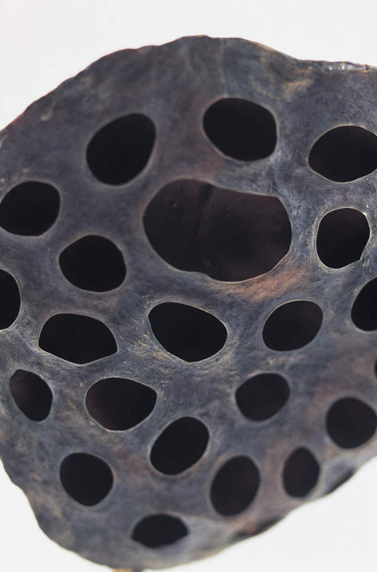 无人,竖图,室内,特写,白天,白色背景,正面,植物,阴影,反射,影子,一个,绿色,黑色,自然,摄影,莲蓬,影棚,生长,单个,成长,彩图,影棚拍摄,拍摄