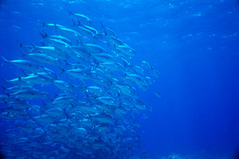 游泳,无人,横图,室外,白天,仰视,旅游,度假,海底,水下,海浪,海洋,美景,许多,阴影,光线,鱼,影子,景观,浪花,水底,娱乐,鱼类,海洋生物,排列,阳光,自然,海水,享受,休闲,景色,放松,海底世界,鲹鱼,自然风光,水生动物,水生物,海景,海底动物,鲹,泅水,摆列,拍浮,大海,风浪,海,海床,海水的波动,近岸浪,涌浪,半身,彩图,低角度拍摄,布列,分列