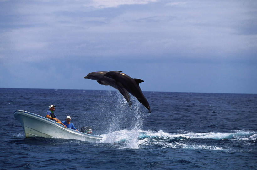 西方人,两个人,伙伴,朋友,坐,跳,横图,室外,白天,侧面,旅游,度假,友谊,海浪,海洋,美景,轮船,船,哺乳动物,鲸鱼,帽子,欧洲,欧洲人,两头,一艘,阴影,波纹,飞溅,服装,溅,光线,头盔,液体,影子,景观,浪花,水滴,水平线,云,云朵,辽阔,海平线,半空,云彩,休闲装,娱乐,海洋生物,水珠,衣服,蓝色,白云,蓝天,水纹,天空,阳光,自然,海水,动物,安全帽,船尾波,交通工具,波浪,天,享受,休闲,广阔,休闲服,景色,放松,可爱,服饰,活泼,鲸,晴朗,一望无际,喷洒,自然风光,载具,水生动物,水生物,海景,海底动物,鲸类,白暨豚,白鳍,白鳍豚,无边无际,一马平川,友情,男人,男性,中年男性,白种人,大海,风浪,海,海水的波动,近岸浪,涌浪,晴空,跳跃,坐着,彩图,全身,水天相接,水天一线