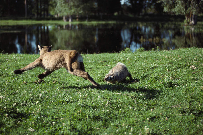 无人,跑,横图,室外,白天,侧面,旅游,度假,草地,草坪,河流,美景,水,植物,哺乳动物,野生动物,狮子,阴影,波纹,光线,影子,河水,景观,水流,涟漪,注视,娱乐,草,树,树木,绿色,倒影,水纹,阳光,自然,动物,波浪,观察,看,两只,享受,休闲,景色,放松,可爱,活泼,生长,成长,观看,察看,倒映,捕捉,关注,自然风光,捕获,凶猛,美洲狮,美洲獾,水晕,逃跑,狗獾,獾,山狮,反照,残暴,凶残,跑步,彩图,全身
