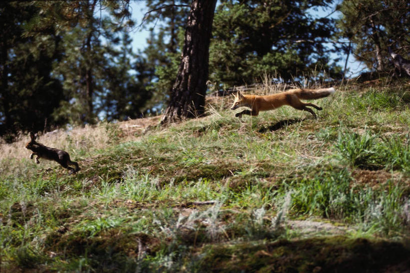 无人,跑,横图,室外,白天,侧面,旅游,度假,草地,草坪,美景,植物,哺乳动物,狐狸,野生动物,追逐,追赶,阴影,光线,兔子,影子,景观,注视,娱乐,草,树,树木,一只,蓝色,绿色,蓝天,天空,阳光,自然,动物,天,观察,看,享受,休闲,景色,放松,生长,晴朗,成长,观看,兔,察看,关注,自然风光,狡猾,万里无云,狡诈,火狐,晴空,晴空万里,红狐,赤狐,草狐,跑步,彩图,全身