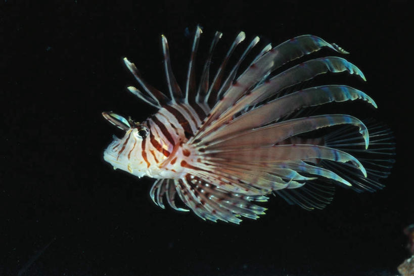 游泳,无人,横图,室内,白天,侧面,海底,水下,海浪,海洋,一条,黑色背景,浪花,水底,注视,海洋生物,海水,观察,看,海底世界,摄影,影棚,观看,狮子鱼,察看,关注,水生动物,水生物,海景,海底动物,蓑鲉,泅水,伤害,拍浮,毒物,危险,大海,风浪,海,海床,海水的波动,近岸浪,涌浪,彩图,全身,影棚拍摄,拍摄