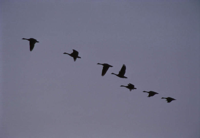 无人,横图,室外,白天,仰视,旅游,度假,美景,鹅,鸟,四只,飞翔,伸展,张开,展翅,阴影,朦胧,模糊,飞行,光线,翅膀,鸟类,水鸟,影子,景观,翱翔,娱乐,飞,蓝色,蓝天,天空,阳光,自然,天,享受,休闲,景色,放松,晴朗,自然风光,加拿大鹅,张开翅膀,万里无云,展开翅膀,晴空,晴空万里,彩图,低角度拍摄,全身