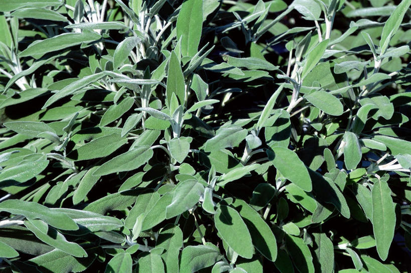 无人,家庭,横图,室外,特写,白天,正面,智慧,美景,叶子,阴影,光线,影子,景观,绿叶,阳光,自然,嫩叶,景色,鼠尾草,自然风光,理性,墨西哥鼠尾草,紫绒鼠尾草,叶,叶片,彩图