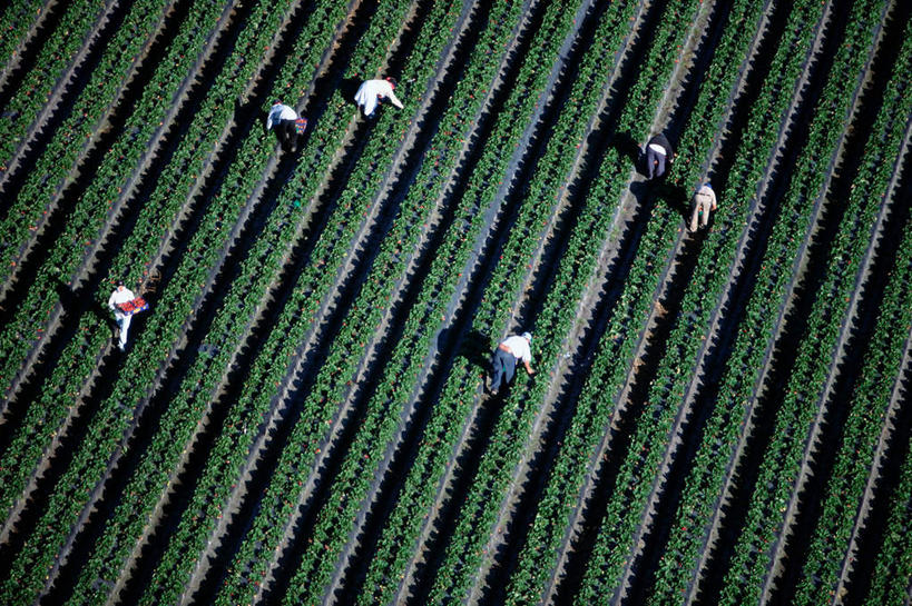 西方人,农民,农田,横图,俯视,航拍,室外,白天,农业,庄稼,农作物,欧洲,欧洲人,一排,弯腰,阴影,条纹,丰收,整齐,光线,影子,稻田,许多人,排列,阳光,一群人,收获,耕作,鸟瞰,队列,弯身,男人,男性,女人,女性,中年男性,中年女性,白种人,佃农,农场主,农夫,农工,乡下人,小农,庄稼人,彩图,高角度拍摄,全身,耕地,庄稼田