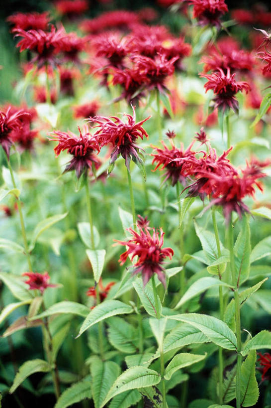 无人,竖图,室外,特写,白天,正面,花海,花圃,美景,植物,叶子,朦胧,模糊,盛开,景观,花蕾,佛手,花,花瓣,花朵,花卉,鲜花,红色,绿色,自然,花丛,花束,花田,花苞,花蕊,景色,佛手柑,吉祥,自然风光,美观,幸运,彩图