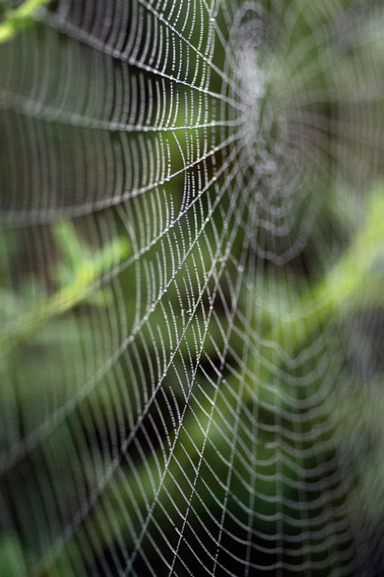 无人,竖图,室外,特写,白天,正面,美景,朦胧,模糊,蜘蛛网,网,景观,一个,自然,景色,单个,蜘蛛丝,自然风光,蛛网,捕杀,猎取,蛛丝,彩图