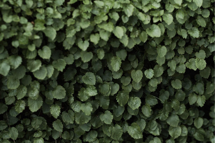 无人,横图,室外,特写,白天,正面,美景,植物,叶子,环保,景观,绿叶,防护,树,树木,绿色,自然,嫩叶,景色,生长,成长,美好,美妙,自然风光,间隔,美观,雅观,绿篱,生篱,树篱,植篱,叶,叶片,彩图