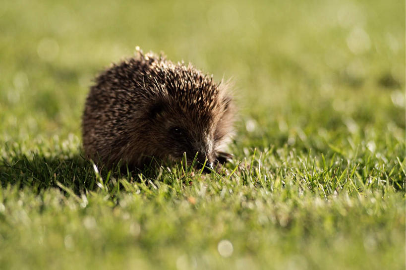 无人,站,横图,室外,特写,白天,正面,草地,草坪,美景,植物,哺乳动物,刺猬,野生动物,阴影,朦胧,模糊,光线,影子,景观,注视,草,一只,绿色,阳光,自然,动物,观察,看,站着,景色,可爱,活泼,观看,察看,关注,自然风光,刺团,猬鼠,站立,彩图,全身