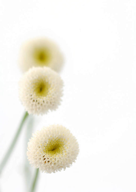 无人,竖图,俯视,室内,特写,白天,白色背景,三朵,盛开,洋甘菊,花蕾,花,花瓣,花朵,鲜花,白色,花苞,花茎,花蕊,活力,力量,摄影,影棚,坚强,花梗,交往,母菊,和好,彩图,高角度拍摄,影棚拍摄,拍摄