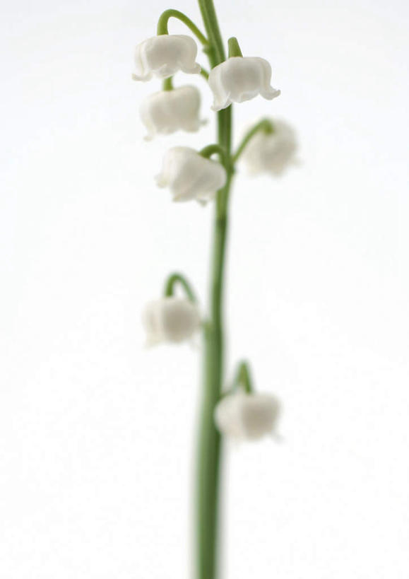 无人,竖图,室内,特写,白天,白色背景,正面,幸福,许多,盛开,铃兰花,花蕾,花,花瓣,花朵,鲜花,两朵,白色,花苞,花茎,花蕊,摄影,影棚,铃铛花,铃兰,花梗,君影草,山谷百合,香水花,思念,彩图,影棚拍摄,拍摄