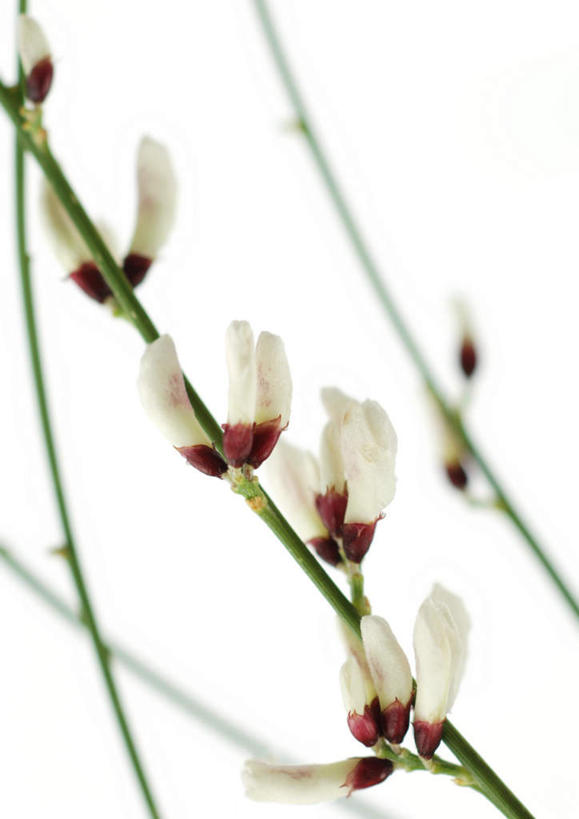 无人,竖图,室内,特写,白天,白色背景,正面,许多,盛开,花蕾,花,花瓣,花朵,鲜花,白色,花苞,花茎,花蕊,摄影,影棚,花梗,黄刺条,黄棘,黄雀花,酱瓣子,金雀花,锦鸡儿,生血草,土黄豆,阳雀花,一颗血,粘粘袜,彩图,影棚拍摄,拍摄