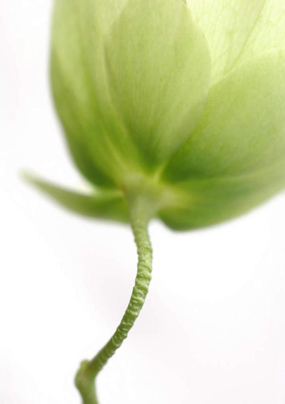 无人,竖图,室内,特写,白天,白色背景,正面,盛开,花蕾,花,花瓣,花朵,鲜花,一朵,绿色,花苞,花茎,花蕊,摄影,影棚,花梗,嚏根草,彩图,影棚拍摄,拍摄