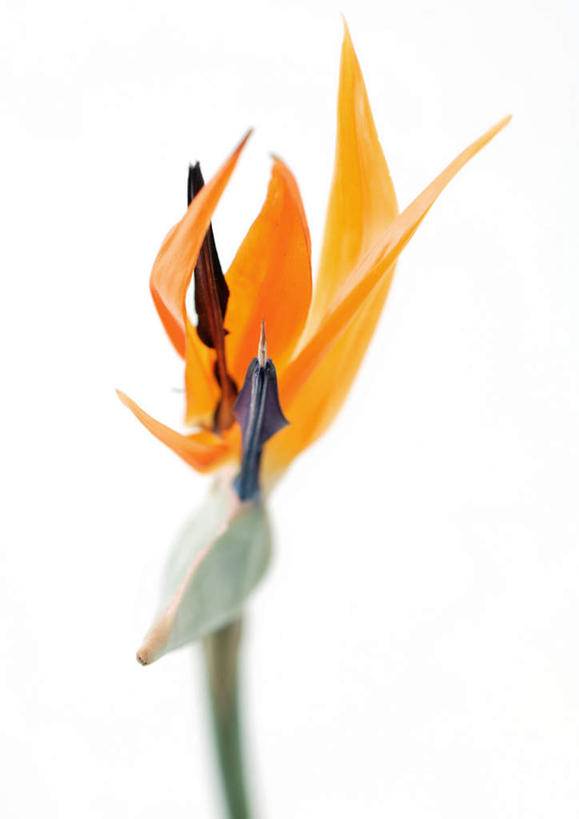 无人,竖图,室内,特写,白天,白色背景,正面,鹤望兰,叶子,盛开,绿叶,花蕾,花,花瓣,花朵,鲜花,一朵,花苞,花茎,花蕊,橙色,嫩叶,摄影,影棚,高雅,清新,花梗,极乐鸟花,天堂鸟,叶,叶片,彩图,影棚拍摄,拍摄