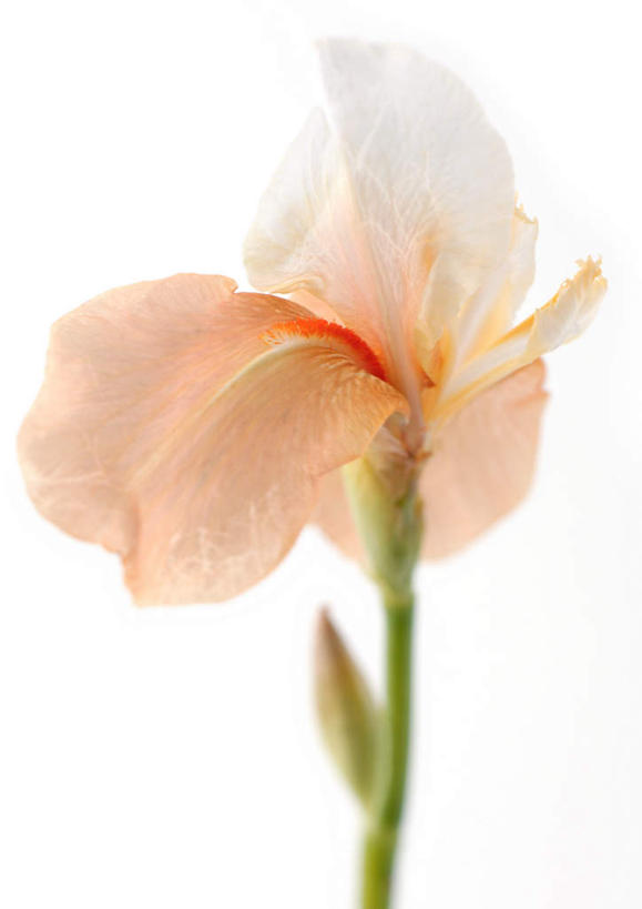 无人,竖图,室内,特写,白天,白色背景,正面,植物,盛开,草药,花蕾,中药,花,花瓣,花朵,鲜花,一朵,粉色,花苞,花茎,花蕊,摄影,影棚,鸢尾,药材,中草药,中药材,本草,花梗,紫蝴蝶,蓝蝴蝶,乌鸢,扁竹花,彩图,影棚拍摄,拍摄