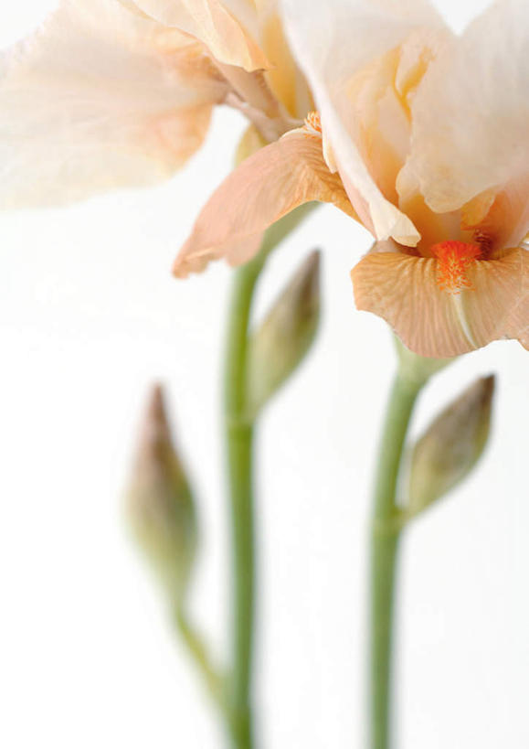 无人,竖图,室内,特写,白天,白色背景,正面,植物,盛开,草药,花蕾,中药,花,花瓣,花朵,鲜花,两朵,粉色,花苞,花茎,花蕊,摄影,影棚,鸢尾,药材,中草药,中药材,本草,花梗,紫蝴蝶,蓝蝴蝶,乌鸢,扁竹花,彩图,影棚拍摄,拍摄