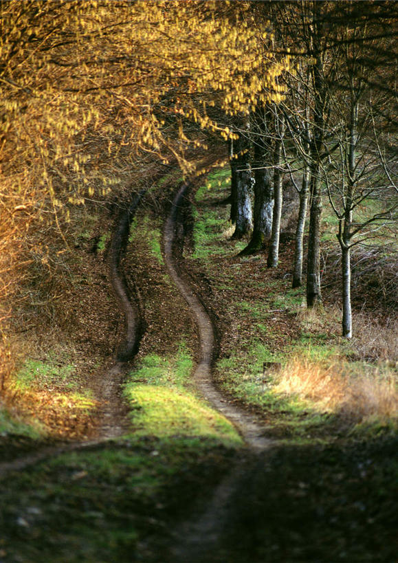 无人,竖图,俯视,室外,白天,草地,秋季,植物,道路,路,小路,交通,草,树,树木,绿色,自然,乡间小路,生长,成长,秋,秋天,彩图,高角度拍摄
