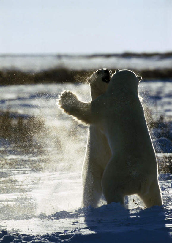 无人,竖图,室外,白天,正面,北极熊,野生动物,加拿大,冰川,蓝色,蓝天,天空,动物,天,两只,可爱,活泼,打架,北美洲,凶猛,彩图
