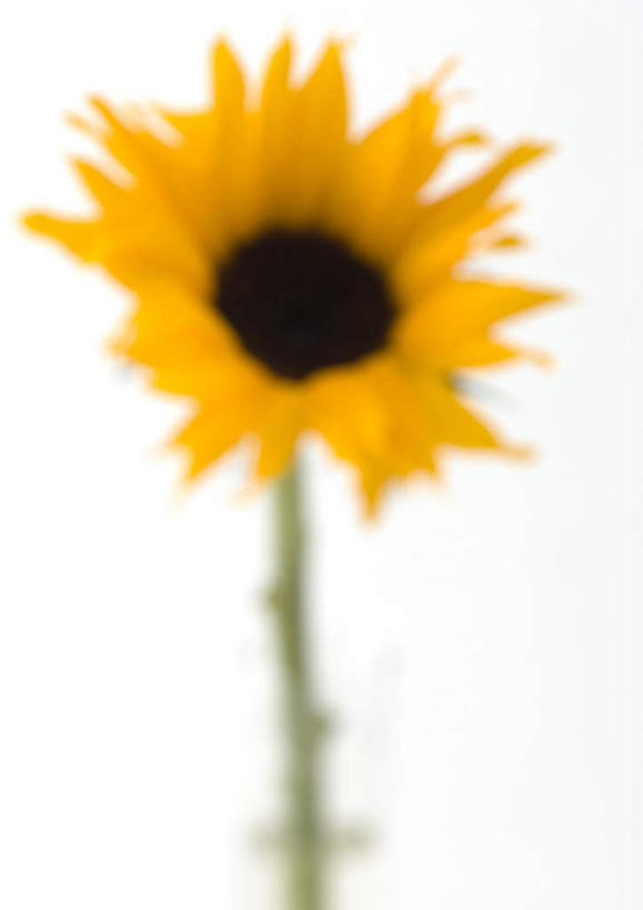 无人,竖图,室内,特写,白天,白色背景,正面,美景,向日葵,静物,朦胧,模糊,盛开,景观,花蕾,花,花瓣,花朵,鲜花,一朵,黄色,自然,花苞,花蕊,太阳花,景色,摄影,影棚,自然风光,葵花,彩图,影棚拍摄,拍摄