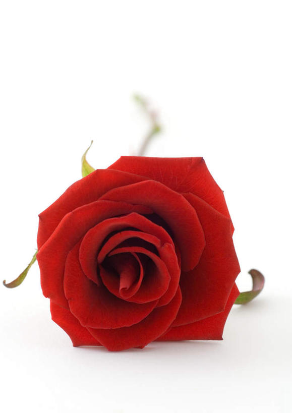 无人,竖图,室内,特写,白天,白色背景,正面,美景,玫瑰,静物,朦胧,模糊,盛开,景观,花蕾,花,花瓣,花朵,鲜花,一朵,红色,自然,花苞,花蕊,景色,摄影,红玫瑰,影棚,自然风光,彩图,影棚拍摄,拍摄