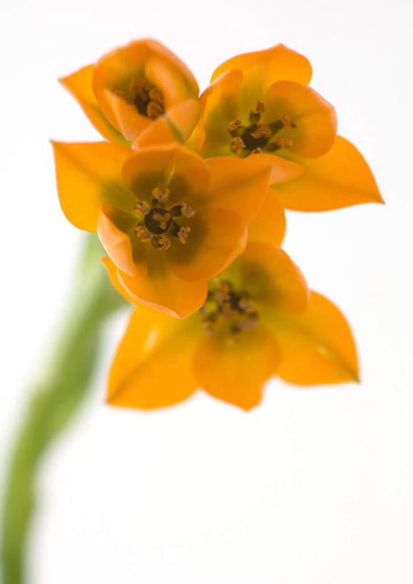 无人,竖图,俯视,室内,特写,白天,白色背景,美景,静物,四朵,朦胧,模糊,盛开,景观,花蕾,花,花瓣,花朵,鲜花,黄色,自然,花苞,花蕊,橙色,景色,摄影,影棚,自然风光,虎眼万年青,彩图,高角度拍摄,影棚拍摄,拍摄