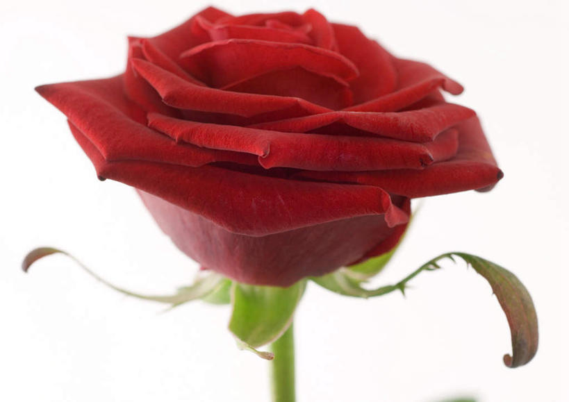 无人,横图,室内,特写,白天,白色背景,正面,美景,玫瑰,静物,朦胧,模糊,盛开,景观,花蕾,花,花瓣,花朵,鲜花,一朵,红色,自然,花苞,花蕊,景色,摄影,红玫瑰,影棚,自然风光,彩图,影棚拍摄,拍摄