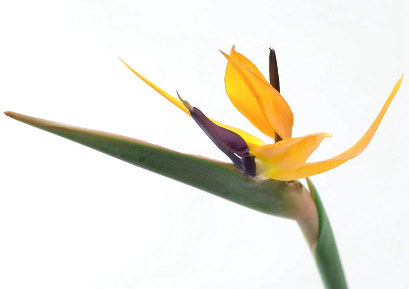 无人,横图,室内,特写,白天,白色背景,正面,美景,鹤望兰,静物,朦胧,模糊,盛开,景观,花蕾,花,花瓣,花朵,鲜花,一朵,黄色,自然,花苞,花蕊,景色,摄影,影棚,高雅,清新,自然风光,极乐鸟花,天堂鸟,彩图,影棚拍摄,拍摄