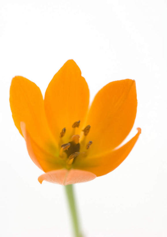 无人,竖图,室内,特写,白天,白色背景,正面,美景,静物,朦胧,模糊,盛开,景观,花蕾,花,花瓣,花朵,鲜花,一朵,黄色,自然,花苞,花蕊,橙色,景色,摄影,影棚,自然风光,虎眼万年青,彩图,影棚拍摄,拍摄