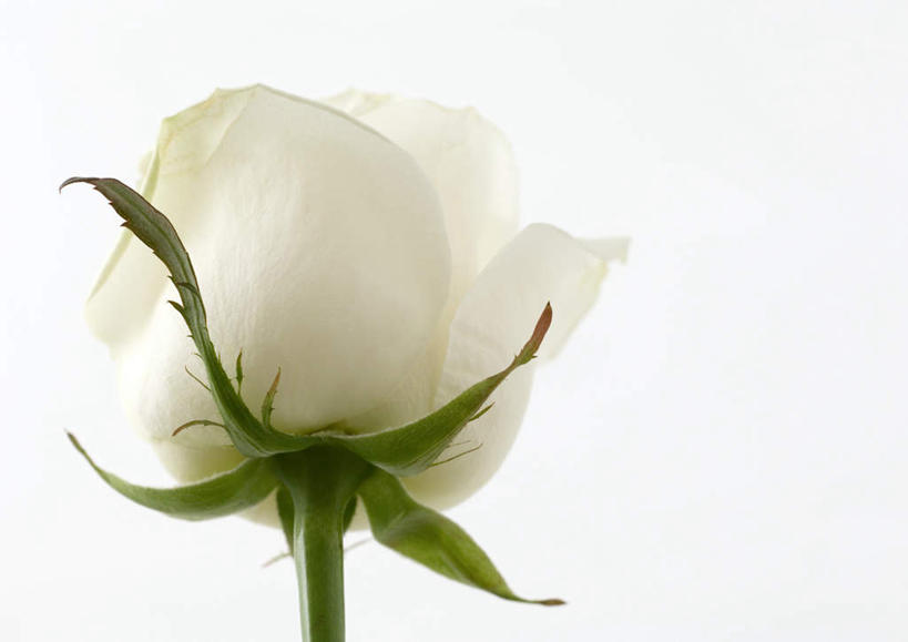 无人,横图,室内,特写,白天,白色背景,仰视,美景,玫瑰,静物,朦胧,模糊,盛开,景观,花蕾,花,花瓣,花朵,鲜花,一朵,白色,自然,白玫瑰,花苞,花蕊,景色,摄影,影棚,自然风光,彩图,低角度拍摄,影棚拍摄,拍摄