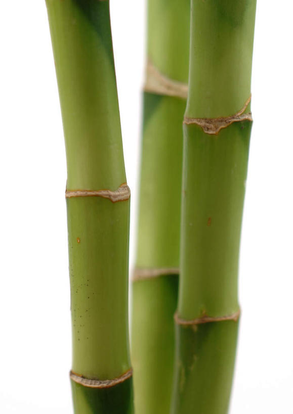 无人,竖图,室内,特写,白天,白色背景,正面,美景,植物,竹子,静物,三棵,朦胧,模糊,景观,树,树木,绿色,自然,景色,摄影,影棚,生长,成长,自然风光,彩图,影棚拍摄,拍摄