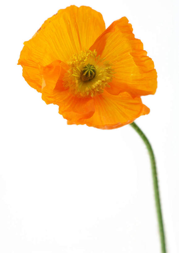 无人,方图,室内,特写,白天,白色背景,正面,静物,朦胧,模糊,盛开,花蕾,花,花瓣,花朵,鲜花,一朵,黄色,花苞,花蕊,橙色,摄影,影棚,虎眼万年青,彩图,影棚拍摄,拍摄