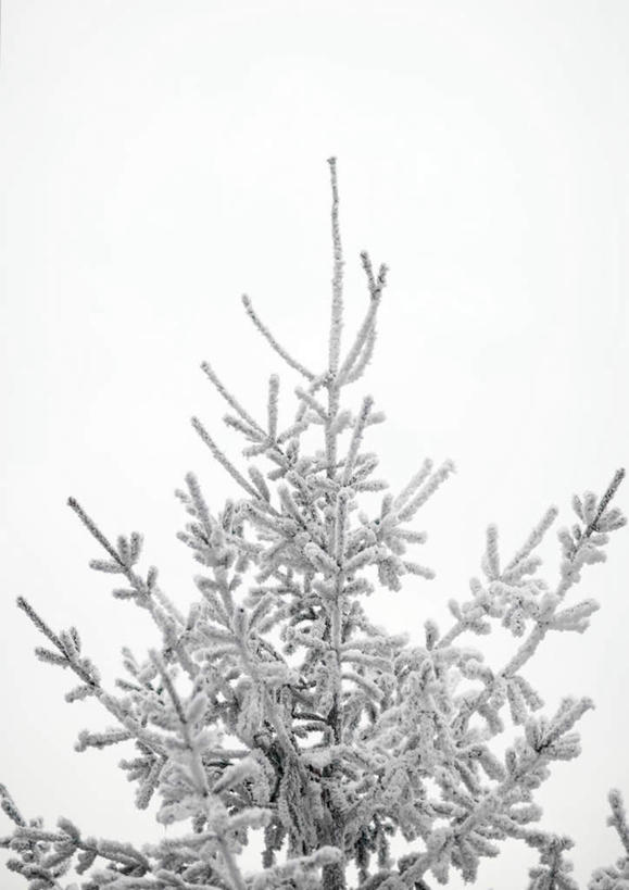 无人,竖图,室外,特写,白天,仰视,植物,静物,圣诞节,一棵,节日,朦胧,模糊,庆祝,装饰,圣诞树,文化,装饰品,树,树木,树枝,绿色,白色,蓝天,天空,自然,装饰物,天,庆典,冷杉,生长,成长,纪念,彩图,低角度拍摄