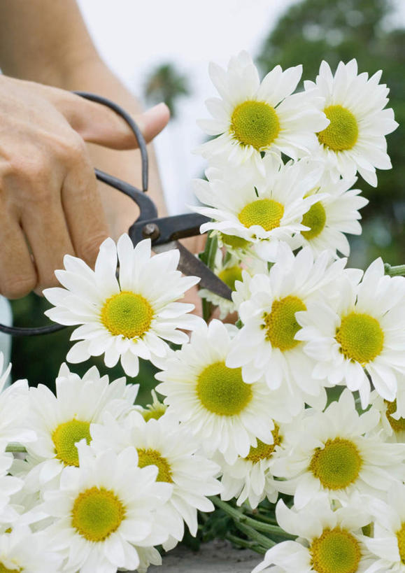 西方人,脸,手,一个人,竖图,室外,白天,正面,旅游,度假,欧洲,欧洲人,仅一个年轻女性,仅一个女性,仅一个人,许多,大量,握,修剪,朦胧,模糊,盛开,剪刀,园艺,玛格丽特,拿,花蕾,拿着,娱乐,雏菊,花,花瓣,花朵,鲜花,花苞,花蕊,享受,休闲,手部,菊花,放松,握着,户外运动,延命菊,幸福花,春菊,马兰头花,年轻女性,女人,女性,白种人,脸部,园丁,半身,彩图