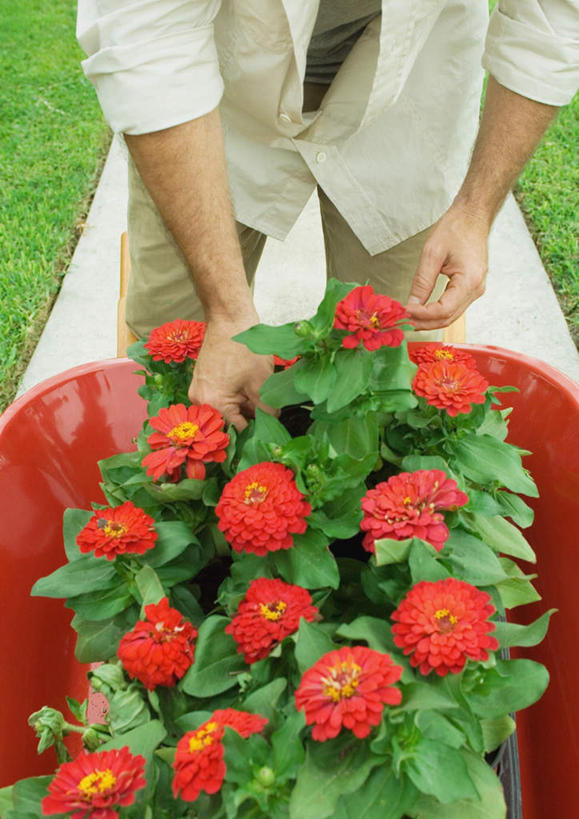 西方人,一个人,竖图,俯视,室外,白天,草地,草坪,植物,叶子,欧洲,欧洲人,仅一个男性,仅一个人,握,盛开,盆栽,园艺,玛格丽特,盆景,拿,花蕾,拿着,草,雏菊,花,花瓣,花朵,花卉,鲜花,红色,绿色,自然,花束,花苞,花蕊,仅一个老年男性,菊花,握着,生长,成长,延命菊,幸福花,春菊,马兰头花,老年男性,男人,男性,白种人,园丁,半身,彩图,高角度拍摄