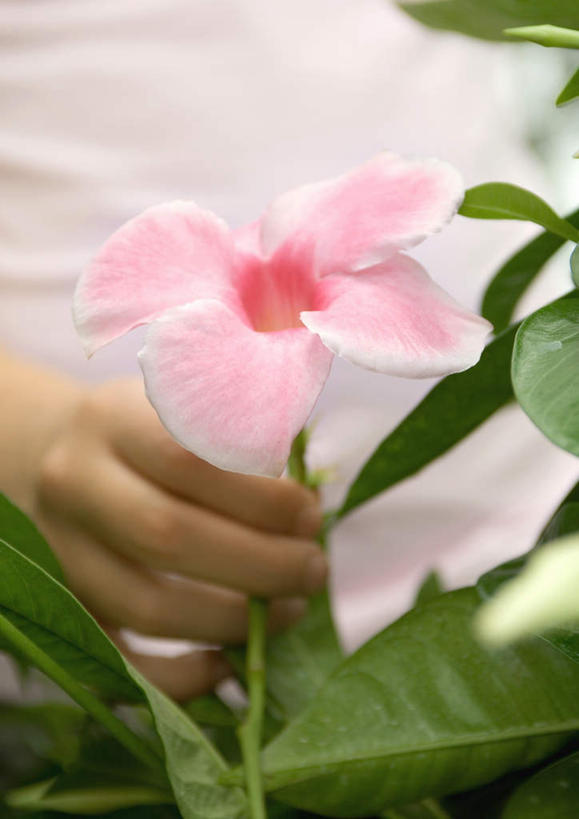 西方人,儿童,一个人,竖图,室外,白天,正面,旅游,度假,游戏,纯洁,喇叭花,叶子,欧洲,欧洲人,仅一个女性,仅一个人,握,拿,玩,花蕾,拿着,娱乐,花,花瓣,花朵,鲜花,小孩,绿色,花苞,花蕊,仅一个小孩,享受,休闲,放松,童年,童趣,握着,户外运动,童真,烂漫,无邪,牵牛,牵牛子,勤娘子,碧冬茄,朝颜花,灵芝牡丹,天真,牵牛花,女孩,女人,女性,白种人,孩子,玩耍,嬉戏,半身,彩图,女生