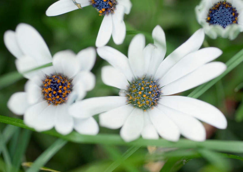 无人,横图,俯视,室外,特写,白天,旅游,度假,美景,叶子,四朵,朦胧,模糊,盛开,景观,非洲雏菊,花蕾,娱乐,雏菊,花,花瓣,花朵,鲜花,绿色,白色,自然,花苞,花蕊,享受,休闲,景色,放松,自然风光,蓝眼菊,南非雏菊,海角雏菊,蓝眼雏菊,彩图,高角度拍摄