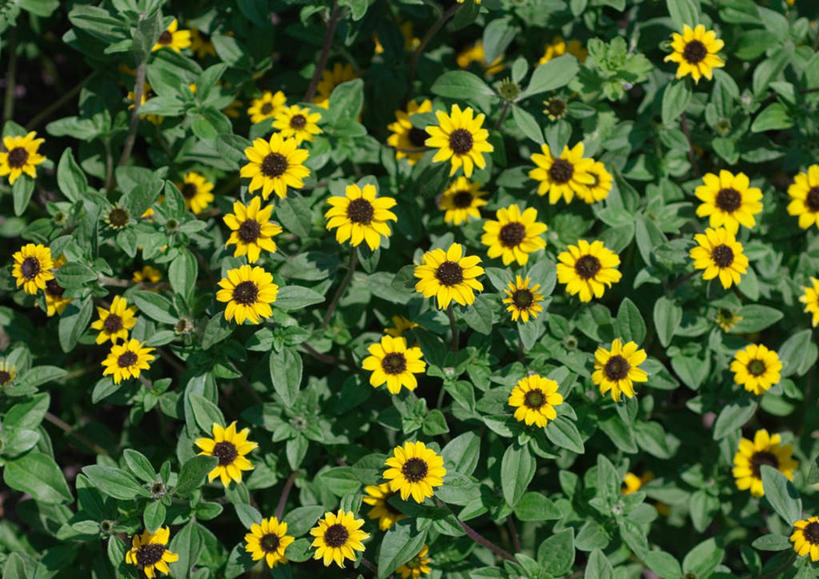 无人,横图,俯视,室外,白天,旅游,度假,美景,叶子,许多,盛开,景观,绿叶,玛格丽特,娱乐,雏菊,花,花瓣,花朵,鲜花,黄色,自然,花蕊,享受,休闲,嫩叶,菊花,景色,放松,自然风光,延命菊,幸福花,春菊,马兰头花,叶,叶片,彩图,高角度拍摄