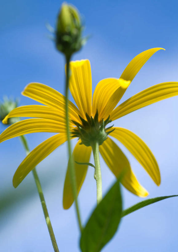 无人,竖图,室外,特写,白天,仰视,旅游,度假,美景,叶子,朦胧,模糊,景观,绿叶,花蕾,娱乐,花瓣,花朵,鲜花,一朵,黄色,蓝色,蓝天,天空,自然,天,花苞,享受,休闲,嫩叶,菊花,景色,放松,自然风光,金光菊,臭菊,叶,叶片,彩图,低角度拍摄