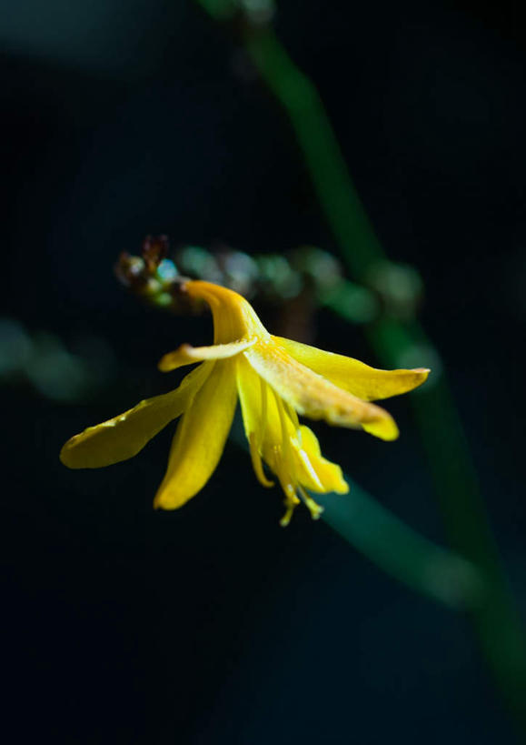 无人,竖图,室外,特写,白天,正面,旅游,度假,美景,萱草,朦胧,模糊,盛开,景观,花蕾,娱乐,花,花瓣,花朵,鲜花,黄色,自然,花苞,花蕊,享受,休闲,景色,放松,自然风光,疗愁,萱草花,宜男,忘忧草,金针菜,黄花菜,彩图