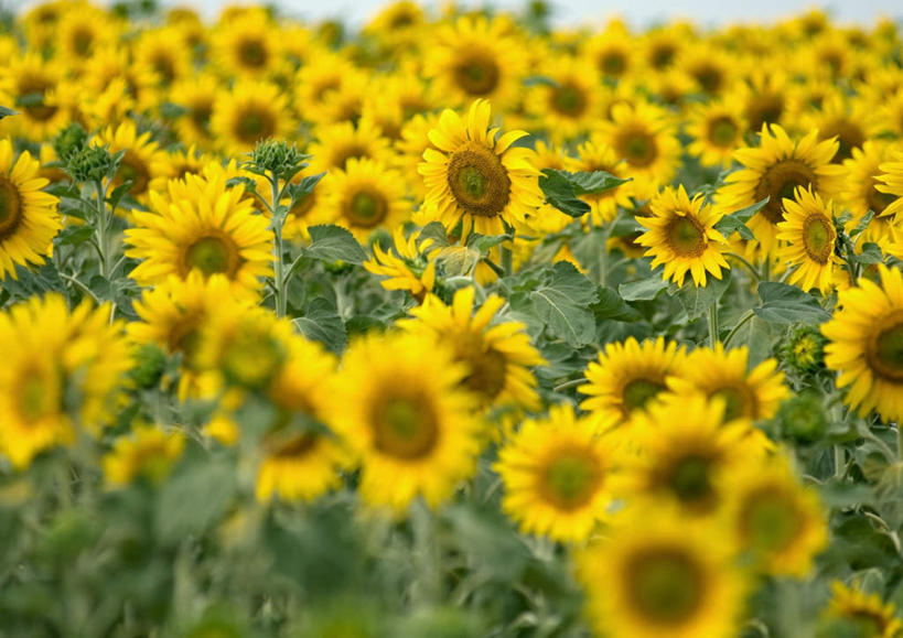 无人,横图,室外,特写,白天,正面,旅游,度假,花海,花圃,美景,向日葵,叶子,朦胧,模糊,盛开,景观,花蕾,娱乐,花,花瓣,花朵,鲜花,绿色,自然,花丛,花束,花田,花苞,花蕊,享受,休闲,景色,放松,自然风光,朝阳花,望日莲,向阳花,转日莲,彩图