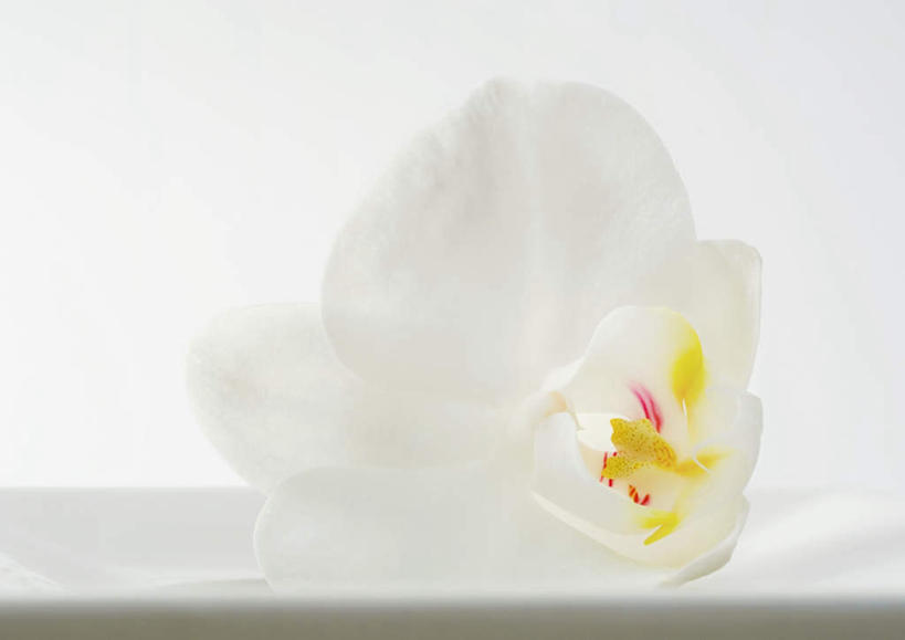 无人,横图,室内,特写,白天,白色背景,正面,石斛,花蕾,花瓣,花朵,鲜花,一朵,白色,花苞,摄影,影棚,石斛兰,金钗石斛,彩图,影棚拍摄,拍摄