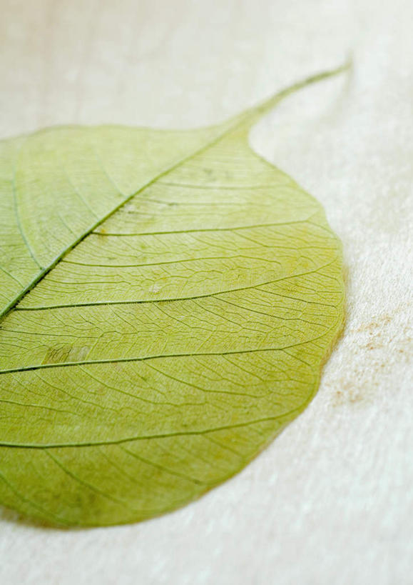 无人,竖图,俯视,室内,特写,白天,白色背景,植物,叶子,椭圆形,绿叶,一个,绿色,嫩叶,摄影,影棚,单个,肌理,叶,叶片,叶脉,彩图,高角度拍摄,影棚拍摄,拍摄