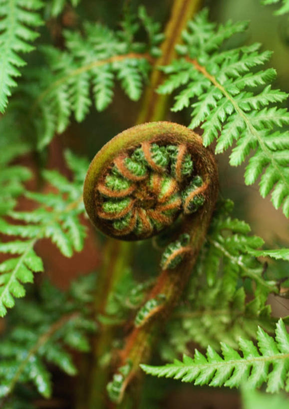 无人,竖图,室外,特写,白天,正面,旅游,度假,美景,植物,叶子,景观,绿叶,蕨菜,娱乐,自然,享受,休闲,嫩叶,景色,放松,自然风光,叶,叶片,彩图