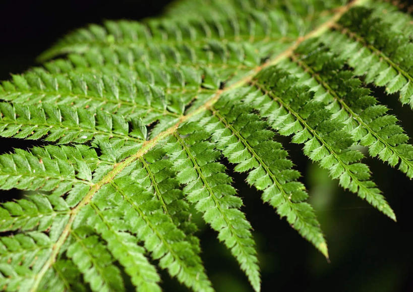 无人,横图,室外,特写,白天,正面,旅游,度假,美景,植物,叶子,景观,绿叶,蕨菜,娱乐,自然,享受,休闲,嫩叶,景色,放松,野菜,蕨类,自然风光,山珍,叶,叶片,彩图