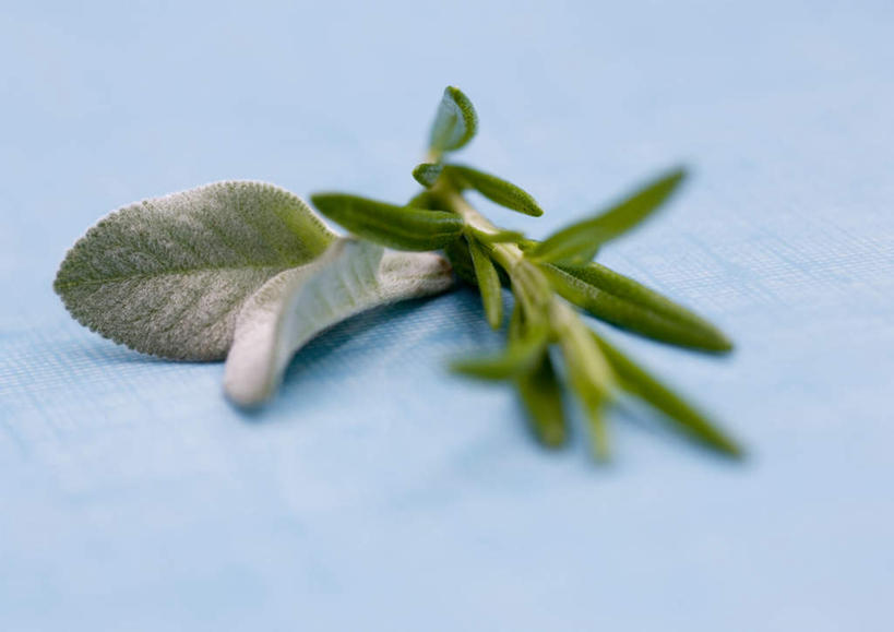 无人,横图,俯视,室内,特写,白天,蔬菜,叶子,蓝色背景,新鲜,食品,绿叶,食物,嫩叶,摄影,有机食品,绿色食品,影棚,迷迭香,鼠尾草,海洋之露,叶,叶片,彩图,高角度拍摄,影棚拍摄,拍摄